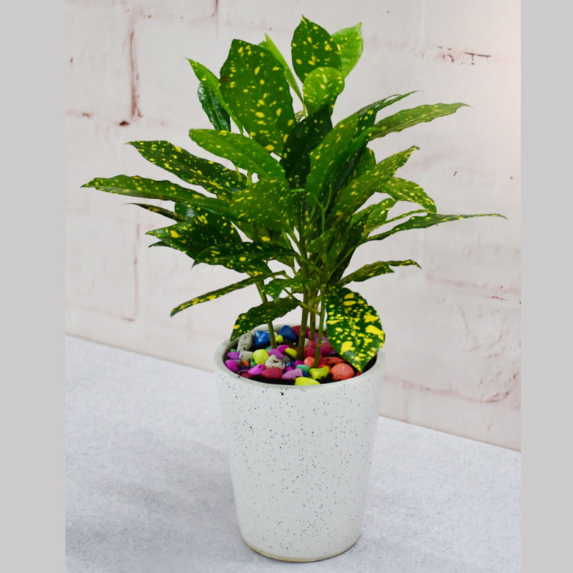 Croton Charm